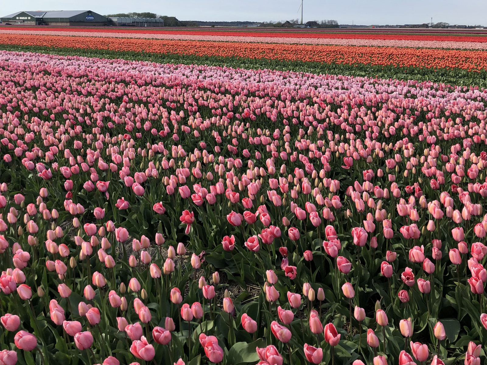 Tulpenfeld in der Nähe von Julianadorp